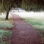 Frosty Winter Morning. Trout Lake Park, Vancouver BC.