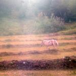 Lone Horse In Field. 108 Mile House, Caribou Region BC.